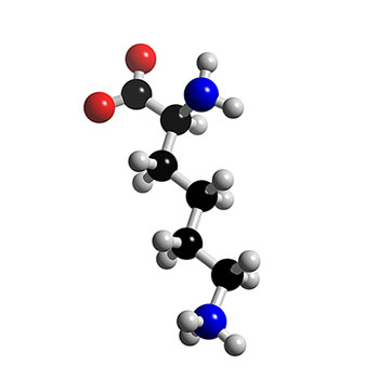 L-Lysin-Aminosäure